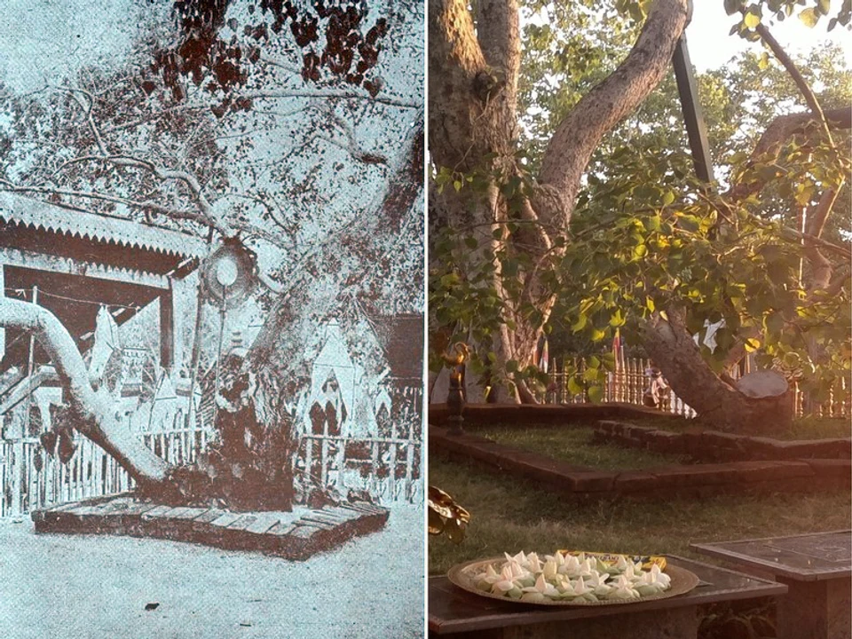 Sri Maha Bodhi & Ruwanwelisaya