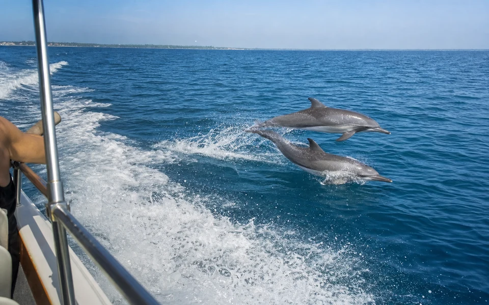 Dolphin Watching in Kalpitiya