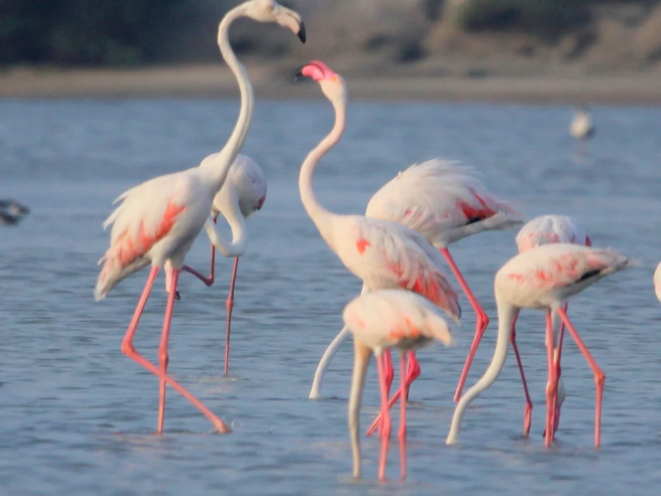 Migratory Birds & Vankalai Sanctuary