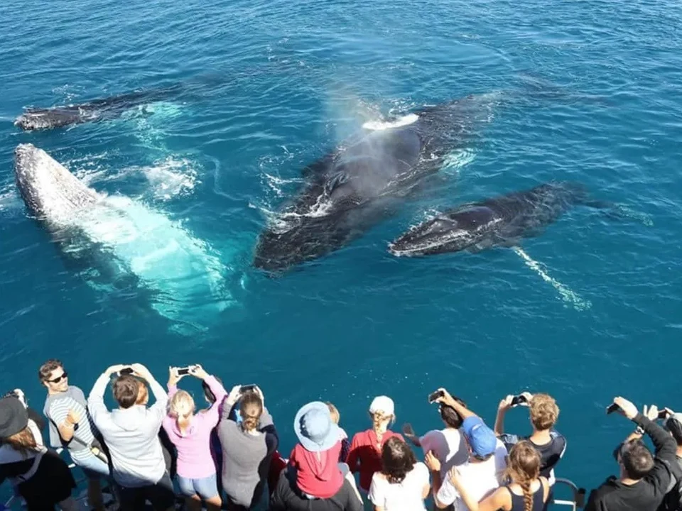 Whale & Dolphin Watching