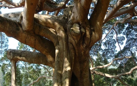 Royal Botanical Gardens, Peradeniya