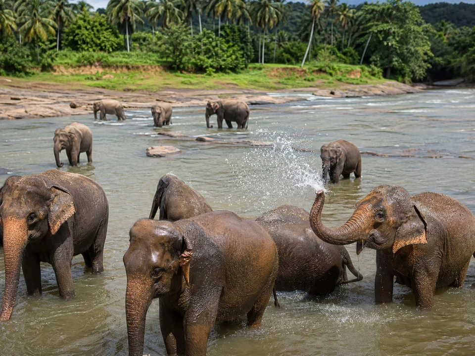 Pinnawala