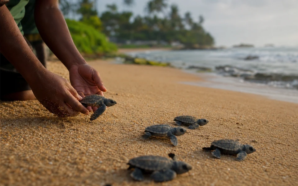 Rekawa Night Turtle Watching