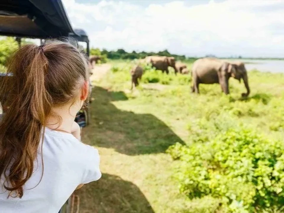Minneriya & the Great Elephant Gathering