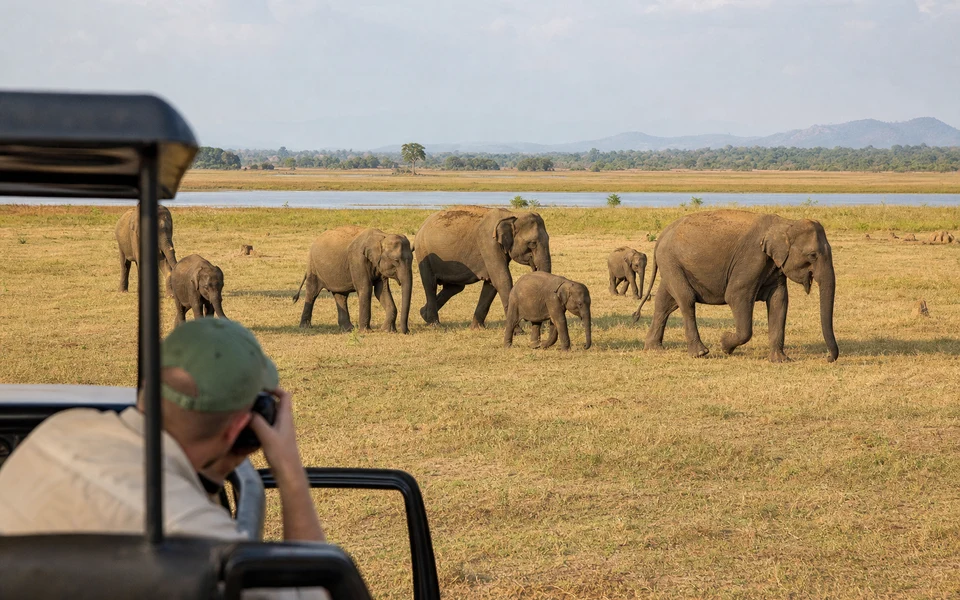 Udawalawe Elephant Safari