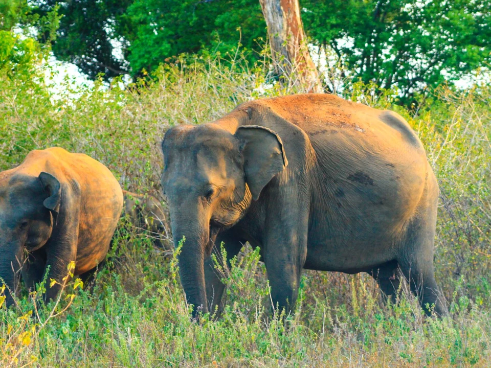 Elephant Country