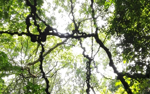 Udawattakele Forest Sanctuary Walk
