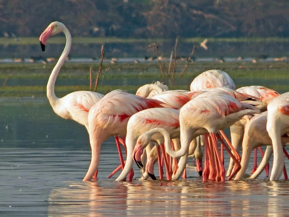 Bundala & Coastal Wetlands