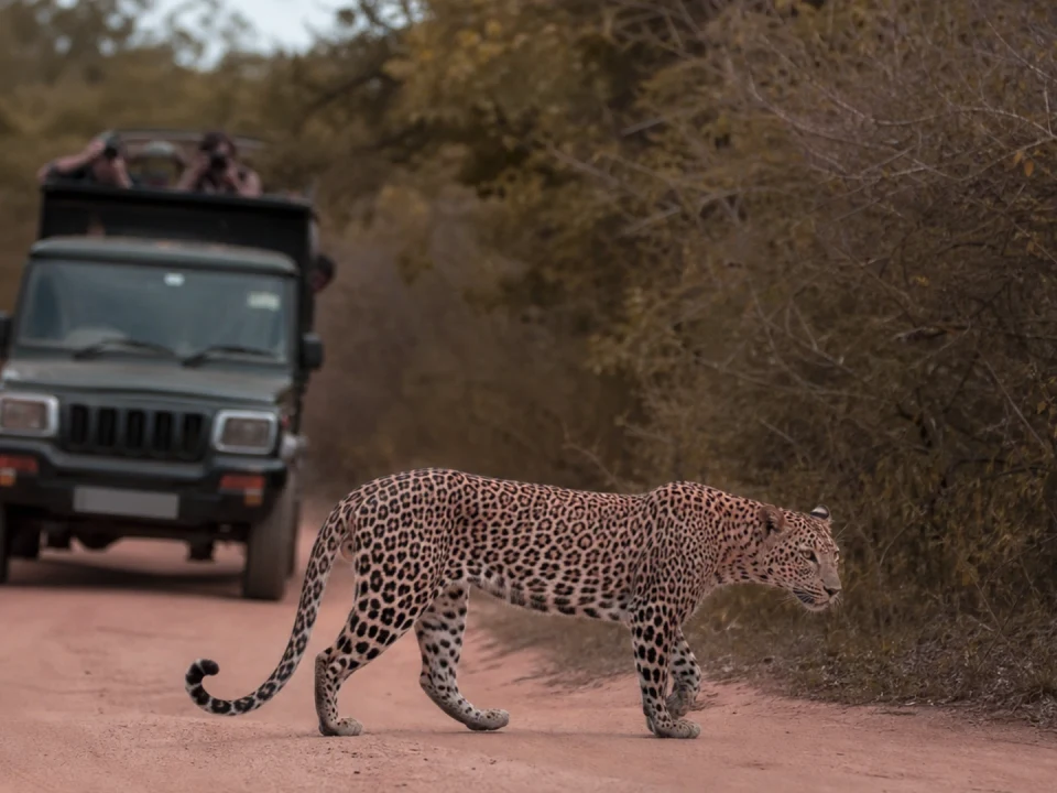 Leopard Country on the South Coast