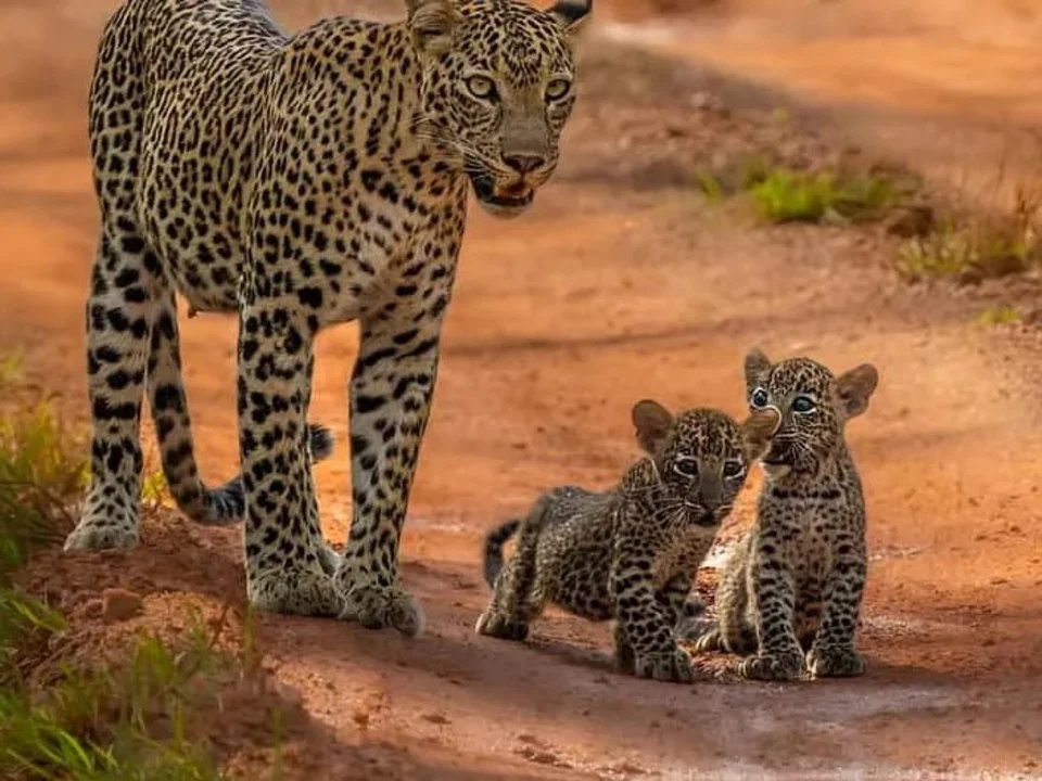 Yala Leopard Safari — the full experience