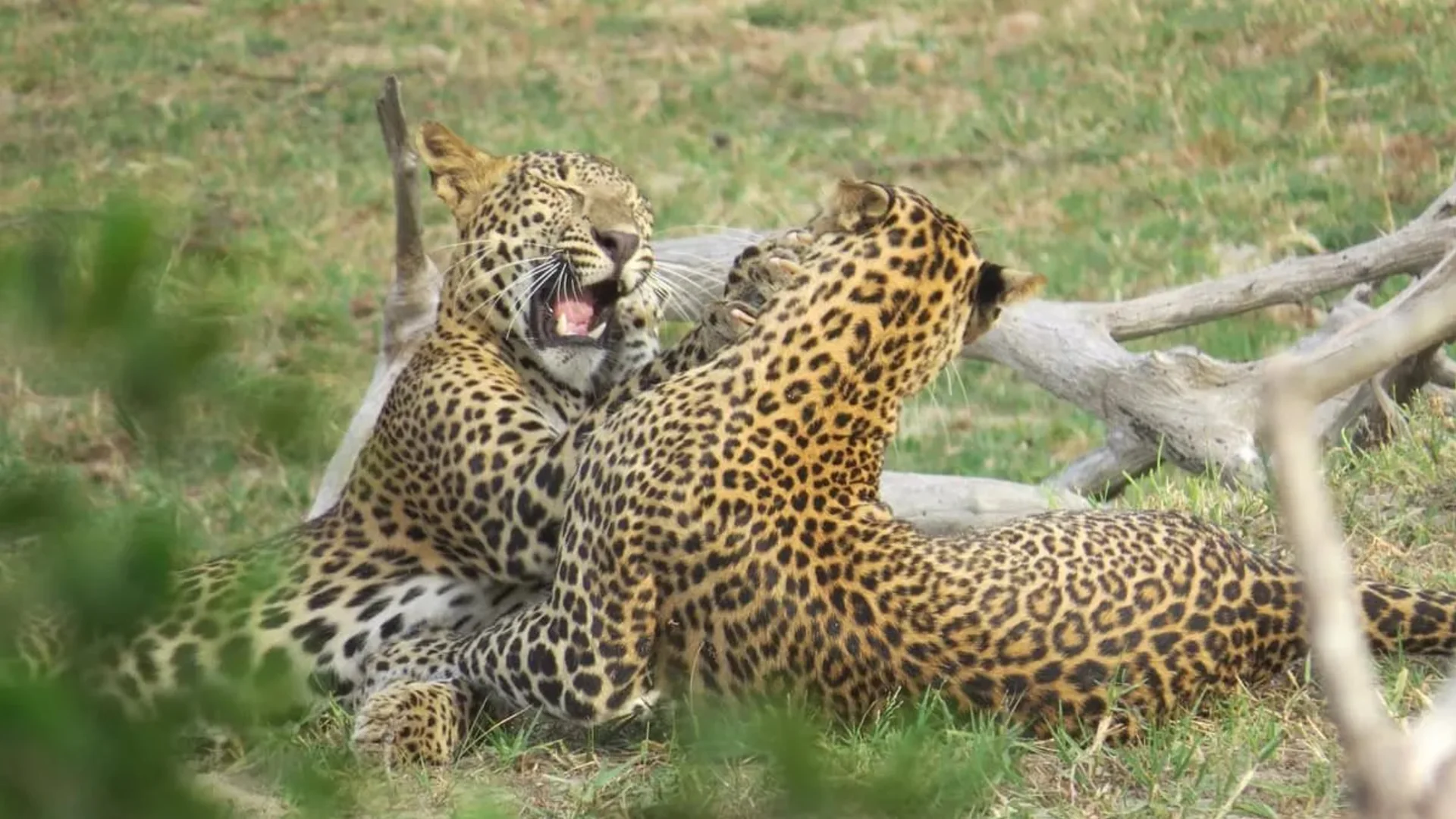 Yala Leopard Safari